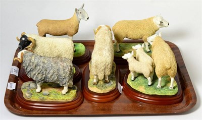 Lot 24 - Border Fine Arts Studio models comprising Texel Ram model No. A0736, Welsh Mountain Ram, model...