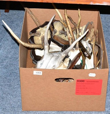 Lot 1064 - Taxidermy: European Red Deer (Cervus elaphus) four sets of killer antlers on oak shields, ten...