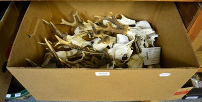 Lot 1024 - Taxidermy: Roe Deer antlers on cut upper skulls 16 examples some with lower jaws in one box