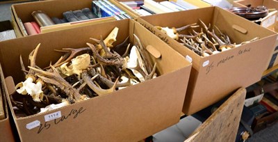 Lot 1114 - Taxidermy: Roe Buck (Capreolus capreolus), 25 large sized antlers on cut upper skulls, 25...