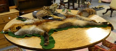 Lot 1179 - Fox pelt mounted upon a green felt backing, together with a full mount Taxidermy Woodcock...