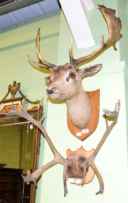 Lot 459 - Fallow Deer, shoulder mount on oak shield circa 1920, including a set of Reindeer antlers on...