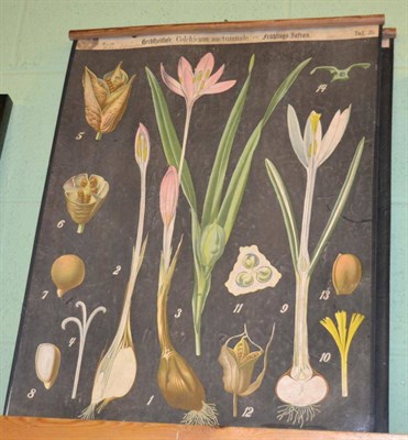 Lot 1249 - A pair of late 19th century German lithographic wall hanging botanical charts (a.f.) (2)