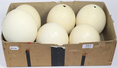 Lot 251 - Six large early 20th century Ostrich eggs