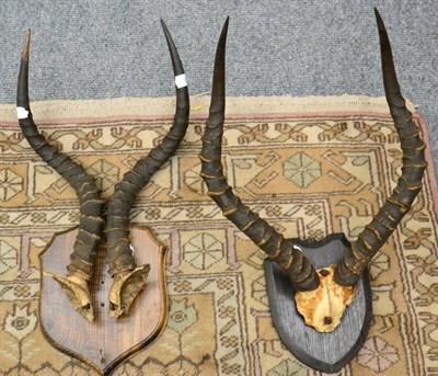 Lot 1005 - Taxidermy: A pair of Impala horns on an oak shield and a pair of unmounted horns and an oak shield