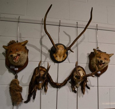 Lot 1090 - Taxidermy: Two fox masks both on oak shields, one with brush; two large Roe buck antlers on...