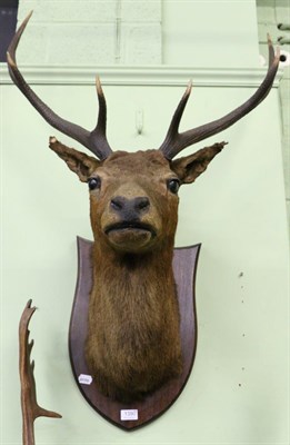 Lot 1390 - Taxidermy: Red Deer (cervus elaphus), shoulder mount, circa 1900, six points mounted on an oak...