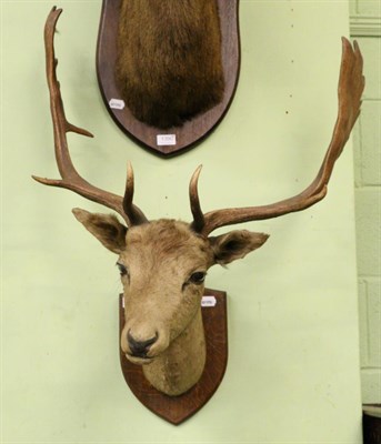 Lot 1391 - Taxidermy: Fallow Deer (dama dama), shoulder mount on shield circa 1900