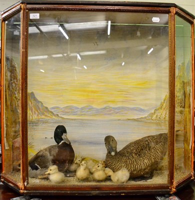 Lot 321 - Mallard Drake and female Eider duck with ducklings, enclosed within a three panel Victorian...