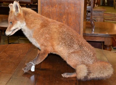 Lot 503 - Taxidermy fox