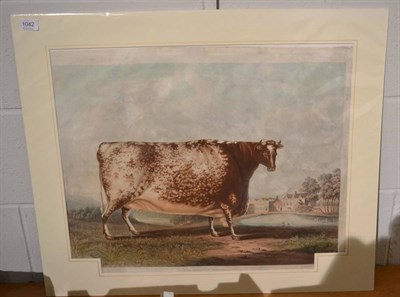 Lot 1042 - The Airedale Heifer, [c.1810], hand-coloured aquatint by R.G. Reeve, 465 by 630mm, mounted