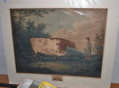 Lot 1043 - The Durham Ox, [c.1814] coloured stipple by Whessell after J. Boultbee, 450 by 600mm, mounted