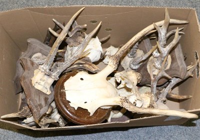 Lot 1019 - Taxidermy: Roe Buck (Capreolus capreolus) seven sets of antlers on matching oak shields some...