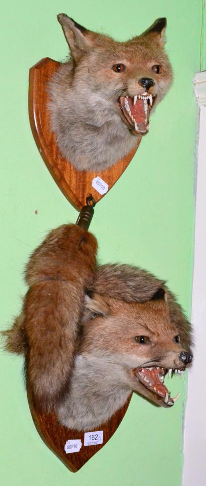 Lot 162 - Taxidermy fox mask (Vulpes vulpes) head mount on oak shield with mouth agape looking slightly...