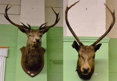 Lot 431 - Scottish Red Deer (Cervus elaphus) circa 1900, shoulder mount looking straight ahead, mounted...