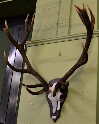 Lot 1379 - Taxidermy: European Red Deer (Cervus elaphus), circa late 20th century, impressive large antlers on