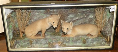 Lot 402 - Taxidermy: A pair of full mount Fox cubs (Vulpes vulpes) circa 1900, both mounted upon a faux...