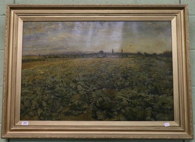 Lot 567 - English school, cabbage field, oil on canvas unsigned