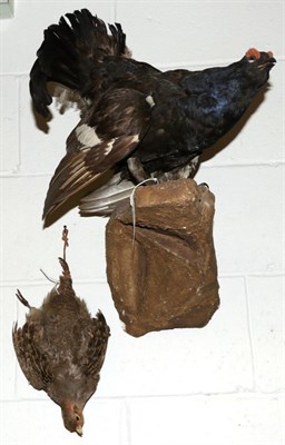 Lot 1103 - Taxidermy: Black Grouse (Lyrurus tetrix) male full mount stood upon a faux rock ledge with tail...