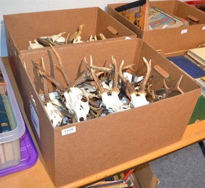 Lot 1105 - Taxidermy: Roe Buck (Capreolus capreolus) 20 large antlers on cut upper skulls, 25 juvenile Roe...