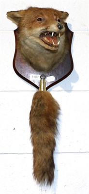 Lot 1107 - Taxidermy: Fox mask (Vulpes vulpes) circa late 20th century head mount on oak shield with mouth...