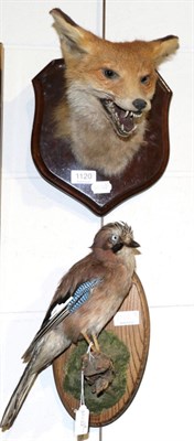 Lot 1120 - Taxidermy: Fox mask (Vulpes vulpes) circa late 20th century head mount on oak shield with mouth...