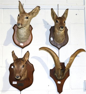 Lot 1121 - Taxidermy: three Roe deer doe head mounts on shields circa late 20th century and a pair of domestic