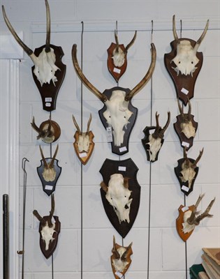 Lot 1130 - Taxidermy: European Red Deer (Cervus elaphus) four sets of killer antlers on oak shields, ten...