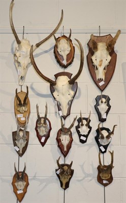 Lot 1135 - Taxidermy: European Red Deer (Cervus elaphus) four sets of killer antlers on oak shields, ten...