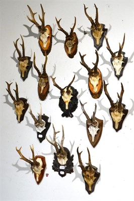 Lot 1152 - Taxidermy: Roe Deer (Capreolus capreolus) fifteen large Roebuck antlers on cut upper frontlets...