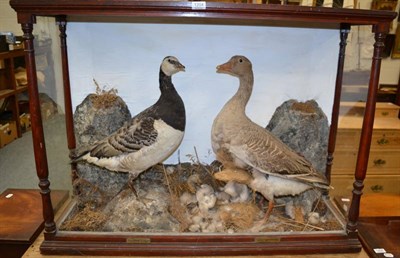 Lot 1204 - Taxidermy: Two Cased Geese, circa 11th March 1877, full mount Barnacle Goose and a full mount...