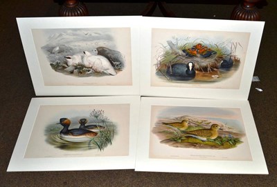 Lot 518 - John Gould (British, 1804-1881) Eight hand-coloured large folio lithographs of British coastal,...