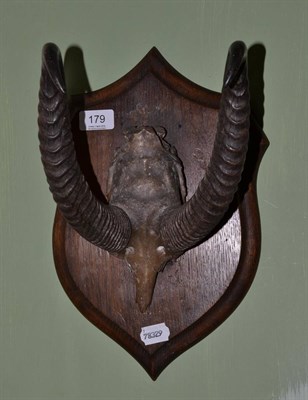 Lot 179 - A pair of horns mounted on a wooden plaque, reverse label signed Rowland Ward 166 Piccadilly London