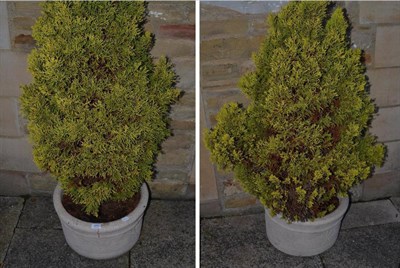 Lot 379 - A pair of planters with conifer trees