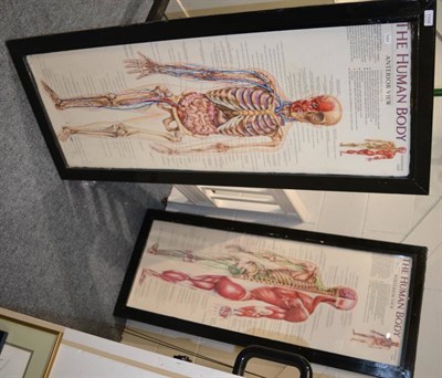 Lot 1104 - The Human Body Anterior View and Posterior View, a pair of scientific schoolroom posters, framed