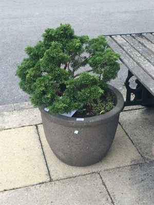 Lot 1168 - A bonzai plant in modern stoneware planter