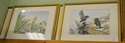 Lot 1232 - A set of four framed watercolours of birds signed DM & EM ALDERSON, depicting Pheasants, Thrush...