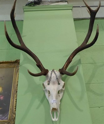 Lot 391 - Scottish Red Deer antlers on cut upper skull (11 points)