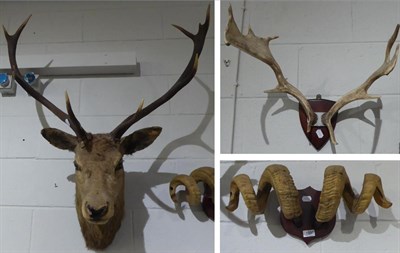 Lot 1050 - Sheep horns, fallow deer antlers and a Scottish Red Deer nine point head mount