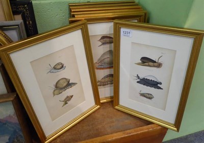 Lot 1231 - Set of eight conchological coloured, engraved bookplates after Reeve & Miller, gilt frames