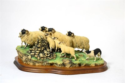 Lot 39 - Border Fine Arts 'Gathering in the Strays' (Sheep and Collie), model No. JH28 by Ray Ayres, limited