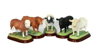 Lot 85 - Border Fine Arts Studio Model ";Cattle Breeds Series"; Comprising: 'Aberdeen Angus Bull', Style...