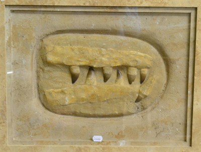 Lot 500 - Mosasaur Jaw with Teeth, Roco, in a decorative sponged and glazed frame, 53cm by 86cm