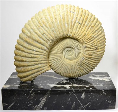 Lot 501 - Ammonite, on black Devonian marble base, Mesozoic era, Jurassic, 205-135 million years, Atlas...