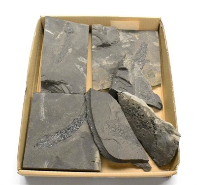 Lot 513 - Six Specimens of Fossilised Fish from Caithness (in one box)