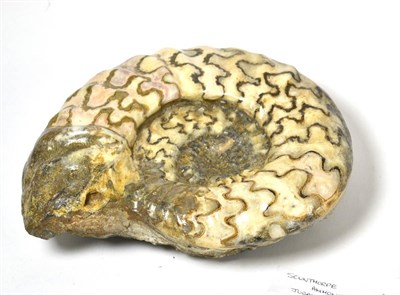 Lot 527 - Scunthorpe Ammonite, Jurassic, Scunthorpe, UK, 24cm by 20cm