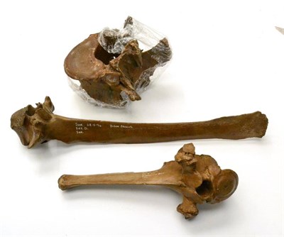 Lot 535 - Hippopotamus Vertebrate, 17cm by 15cm; and Two Bison Vertebrae, 41cm and 26cm long, Shropham,...