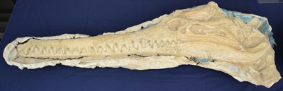 Lot 536 - Crocodile Fossil, Phosphate Beds, Khouribga Basin, Morocco, Cretaceous 146-65 myo  Still in...