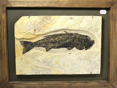 Lot 620 - Mioplossus Fossil Fish, Green River Formation, Wyoming, Eocene period 47 million years, 28cm by...