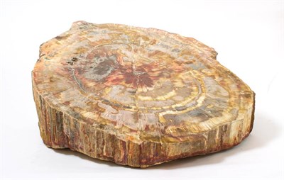 Lot 624 - Polished Agatised Fossil Wood from an Auracaria (Monkey Puzzle)Tree, Madagascar, Permian...